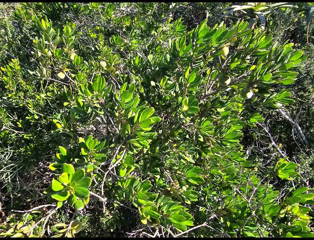 2,779M² VACANT LAND FOR SALE IN SPRINGERBAAI ECO ESTATE